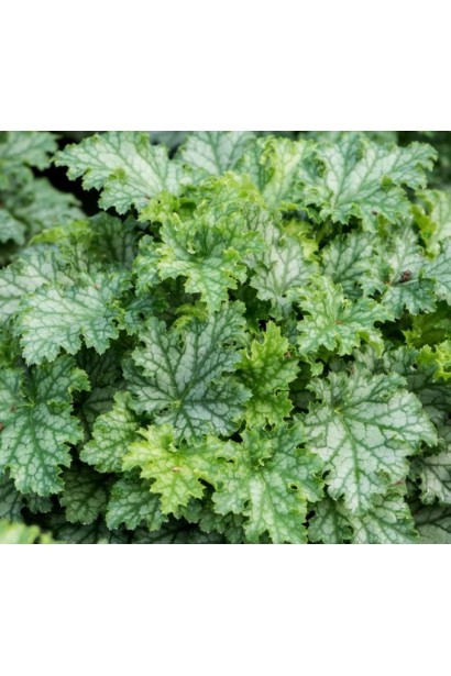 Гейхера гібридна Lime Swizzle в літньому саду